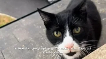 قط يتحدث بلكنة بريطانية يشعل مواقع التواصل.. حقيقة القط المتكلم بالفيديو